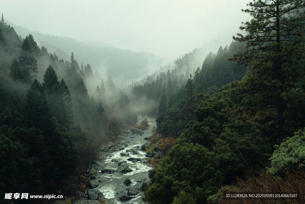 霧中幽林溪流美景