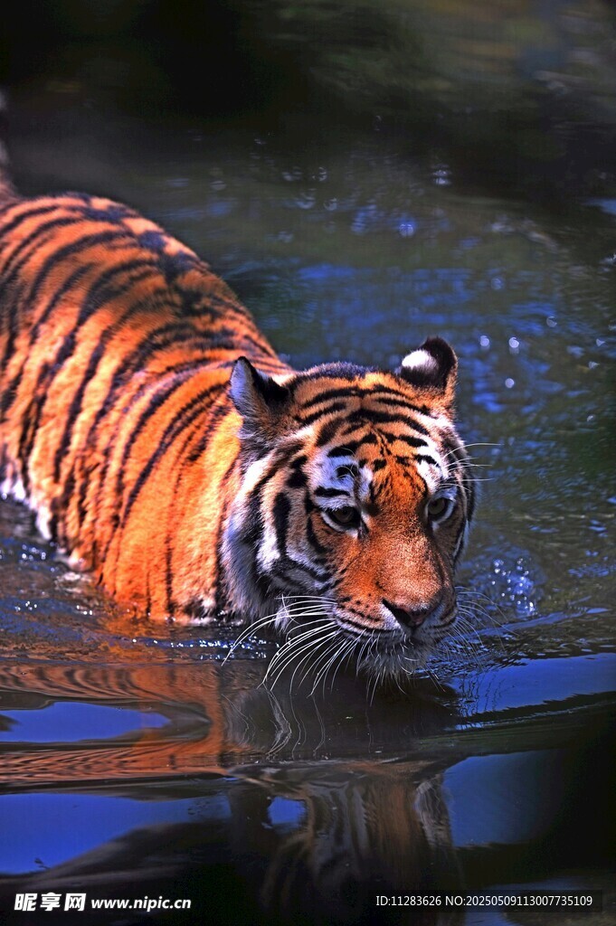 水中的猛虎