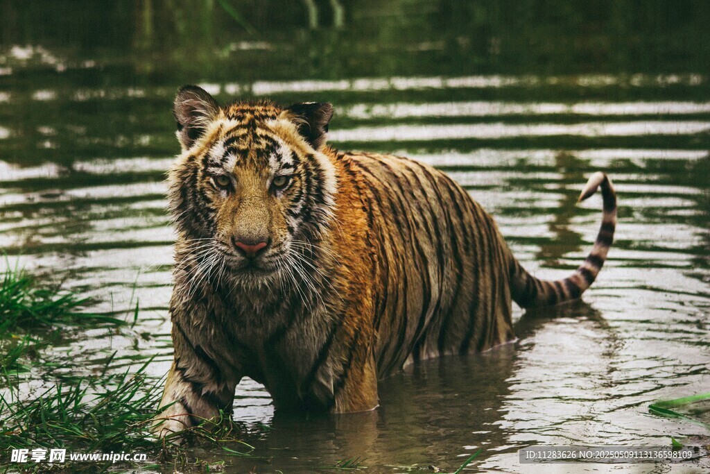 水中漫步的斑斕猛虎