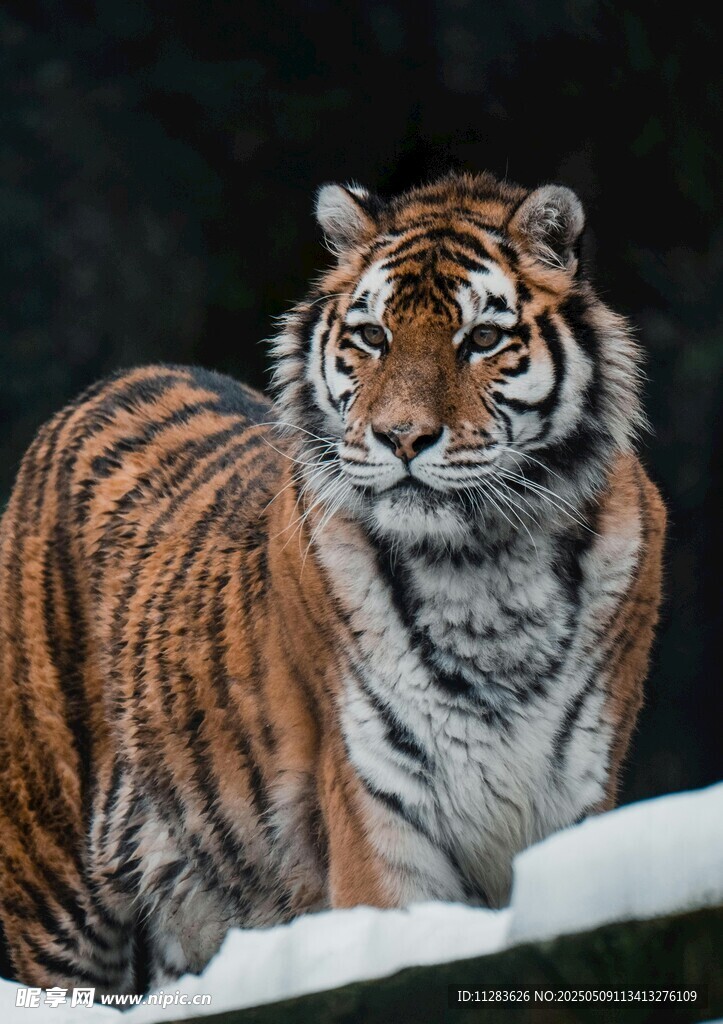 雪地中的威猛老虎