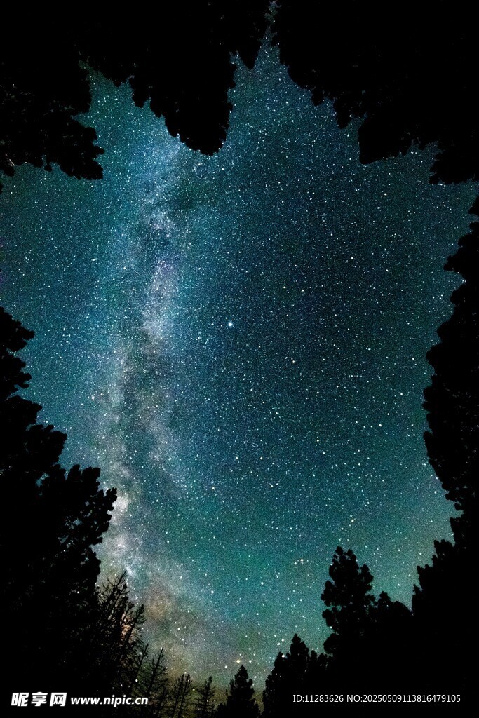 森林上空的璀璨星空