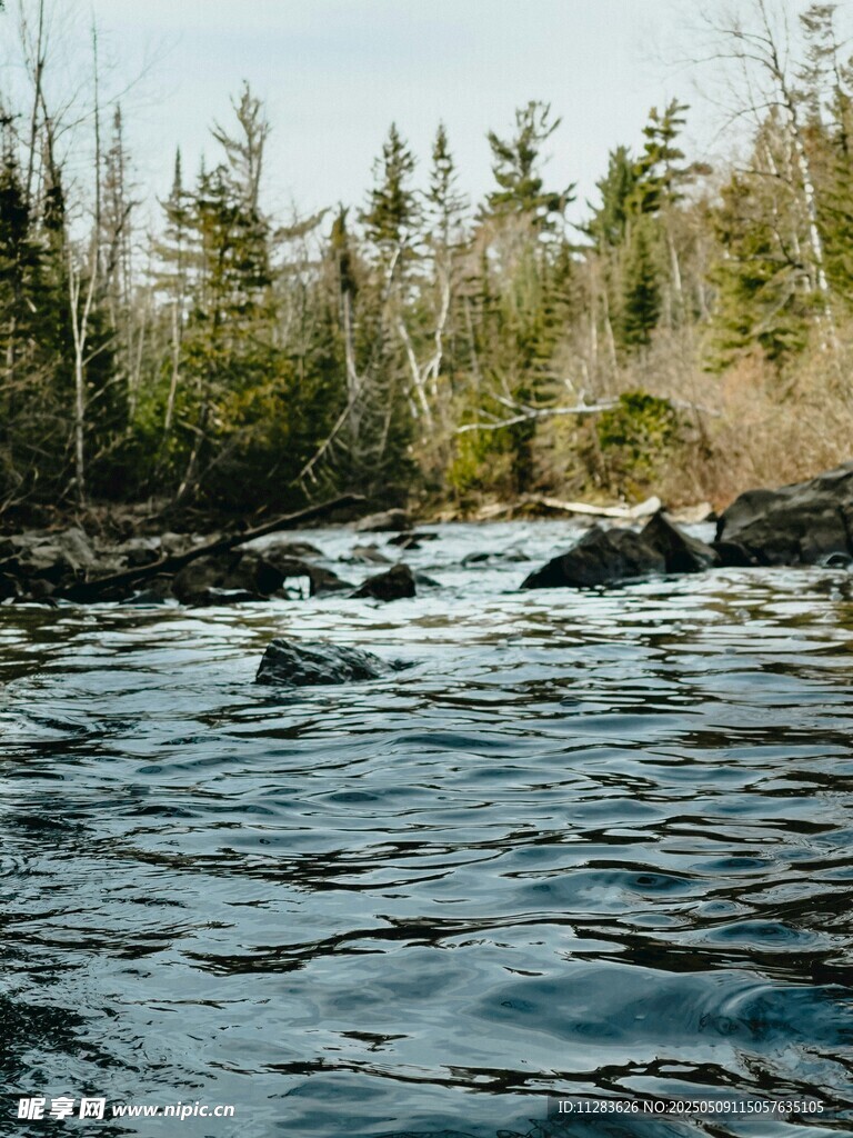 湍急河流旁的茂密樹林