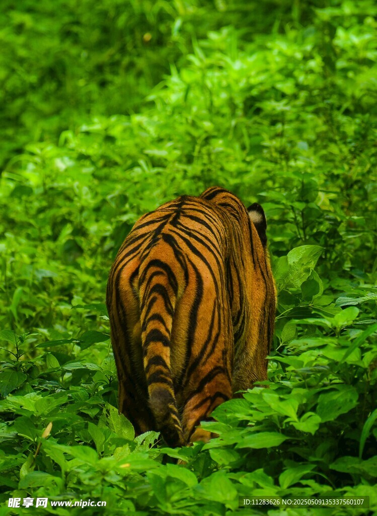 叢林中隱匿的斑斕猛虎