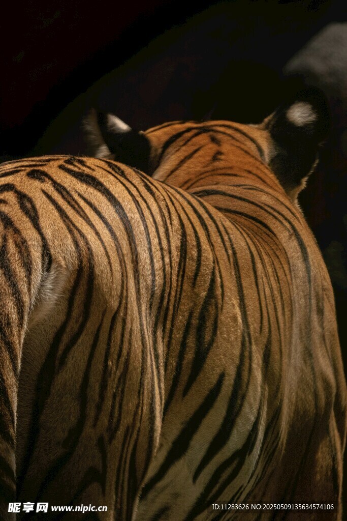 老虎獨特條紋之美
