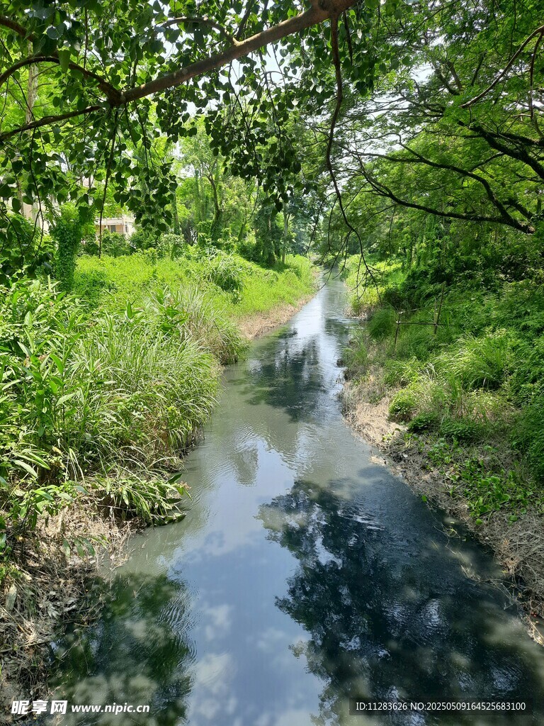 林間小溪潺潺流淌