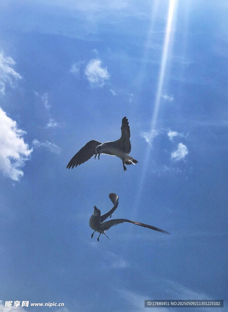 海鷗