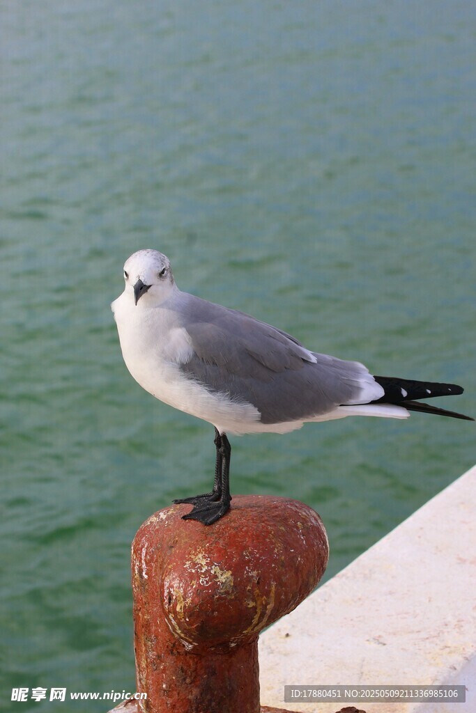 海鷗