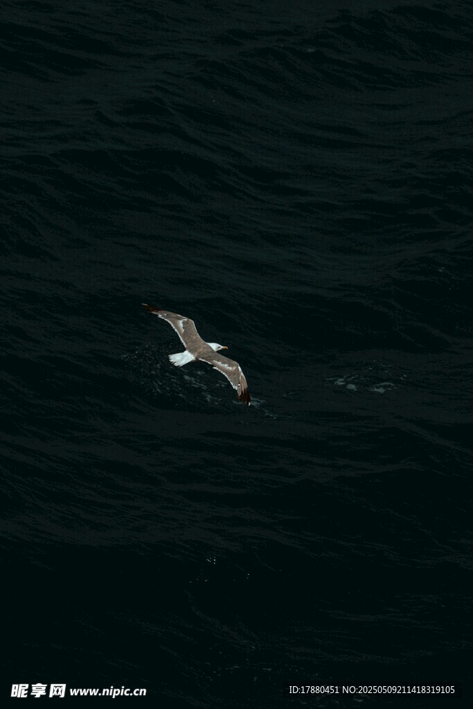 海鷗