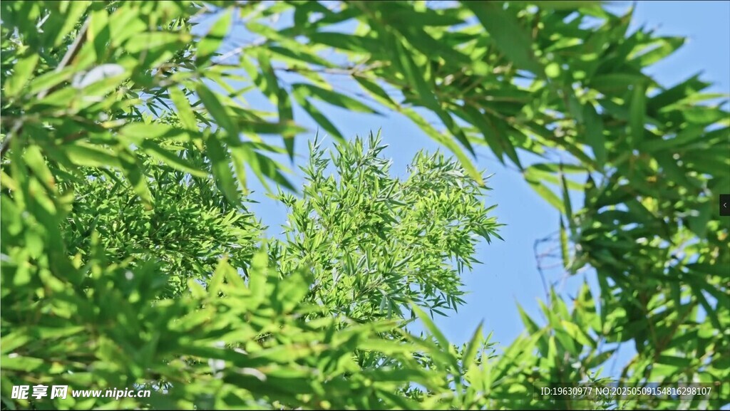 綠葉間的藍天景致