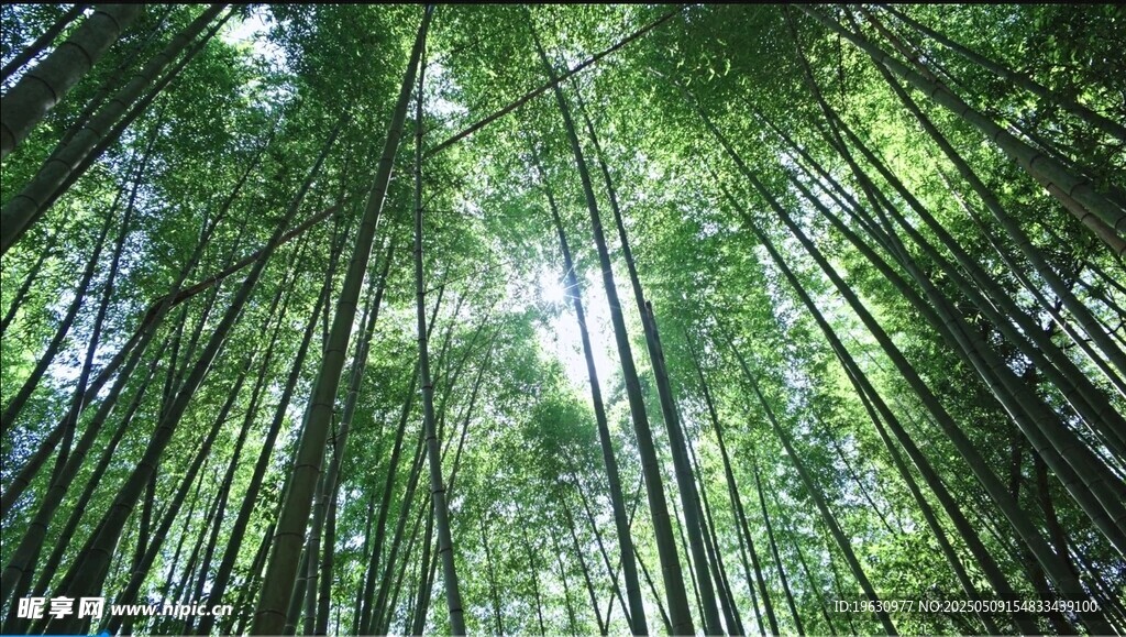 仰望蔥郁竹林