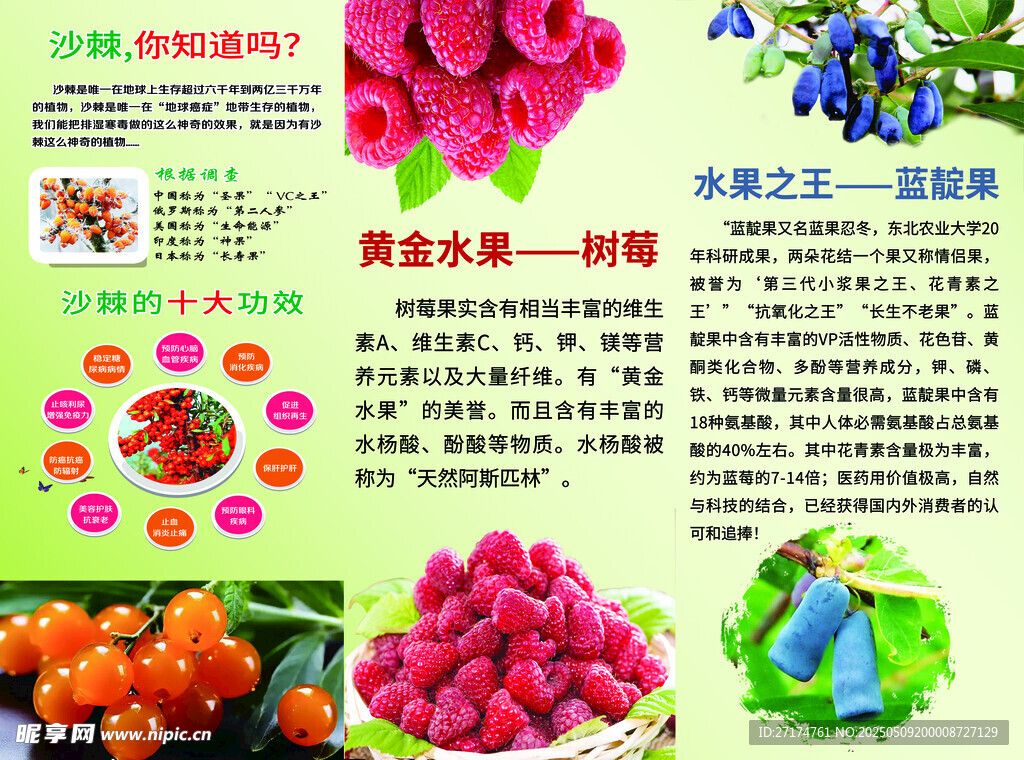 藍靛果三折頁