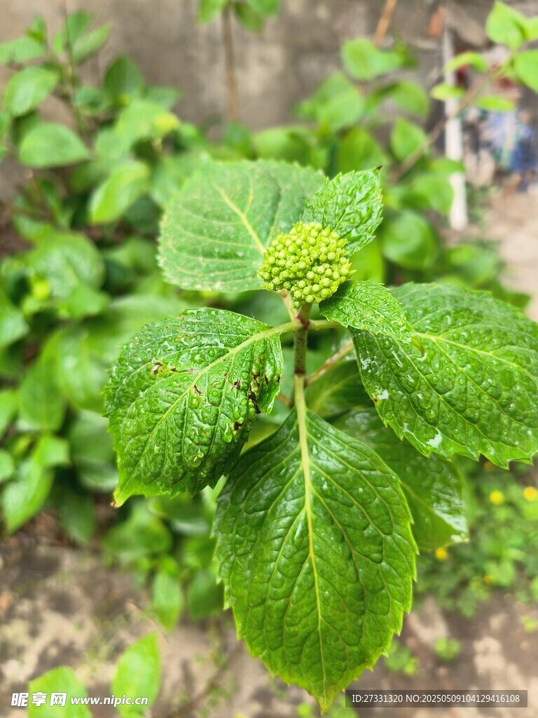 嫩綠葉片與花苞植物特寫