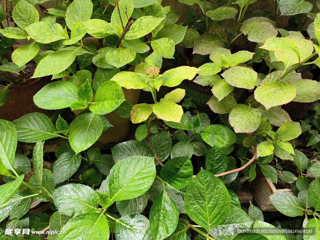 翠綠繁茂的植物葉片