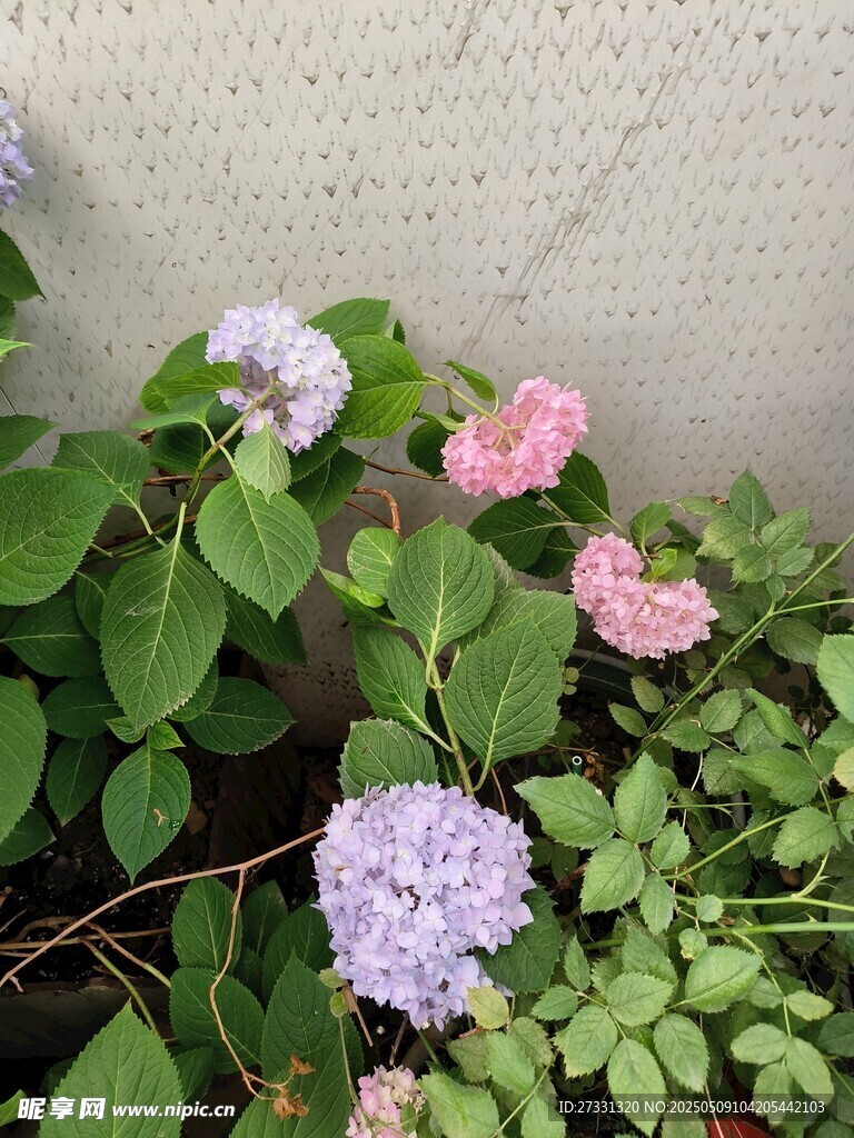 多彩繡球花綻放綠葉間