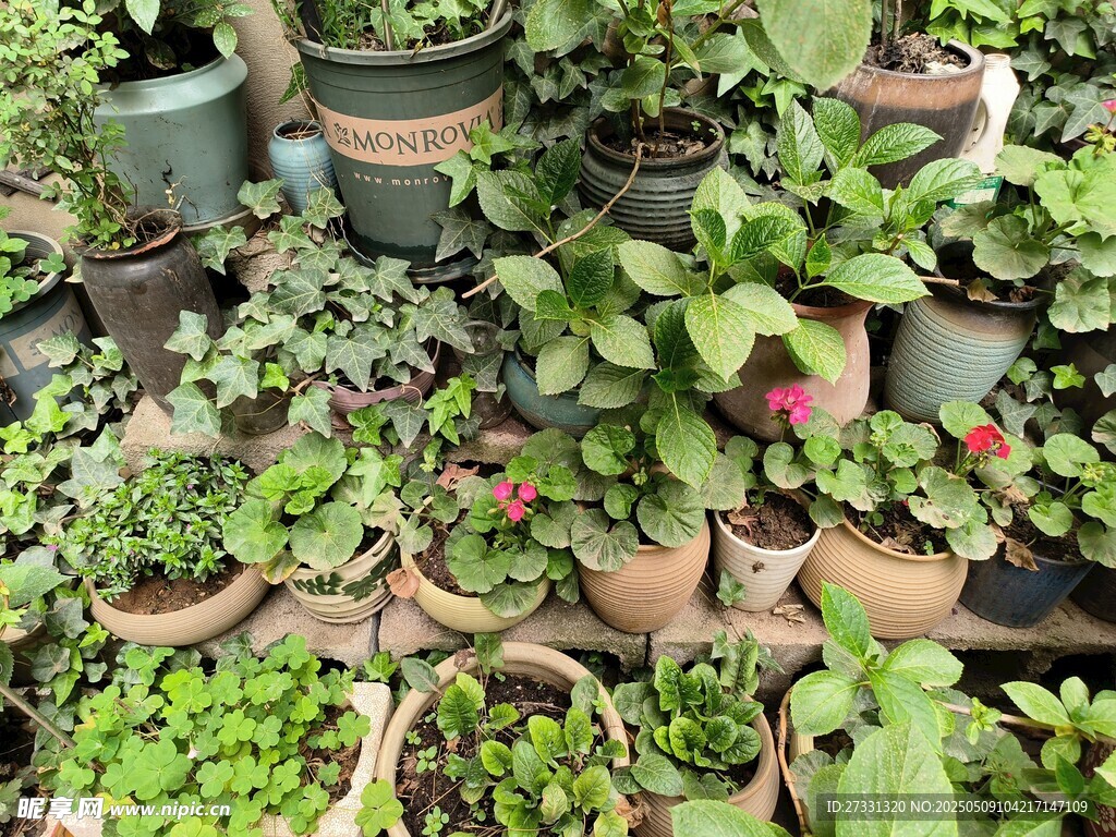 多樣盆栽綠植展示