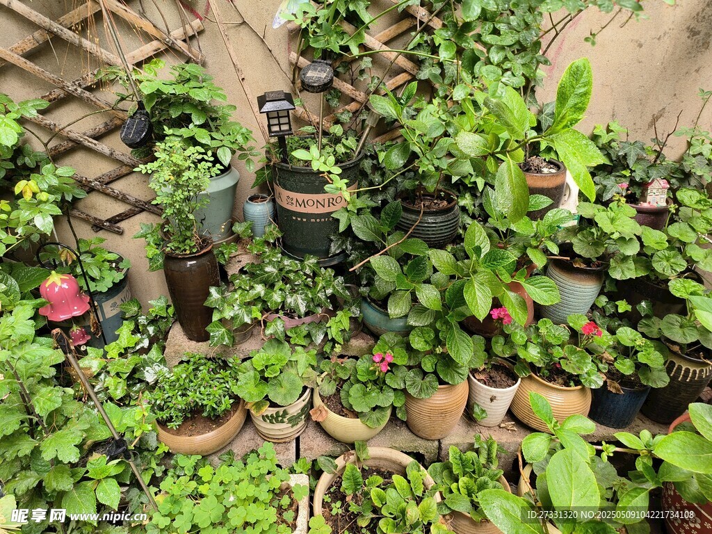 多樣盆栽綠植展示