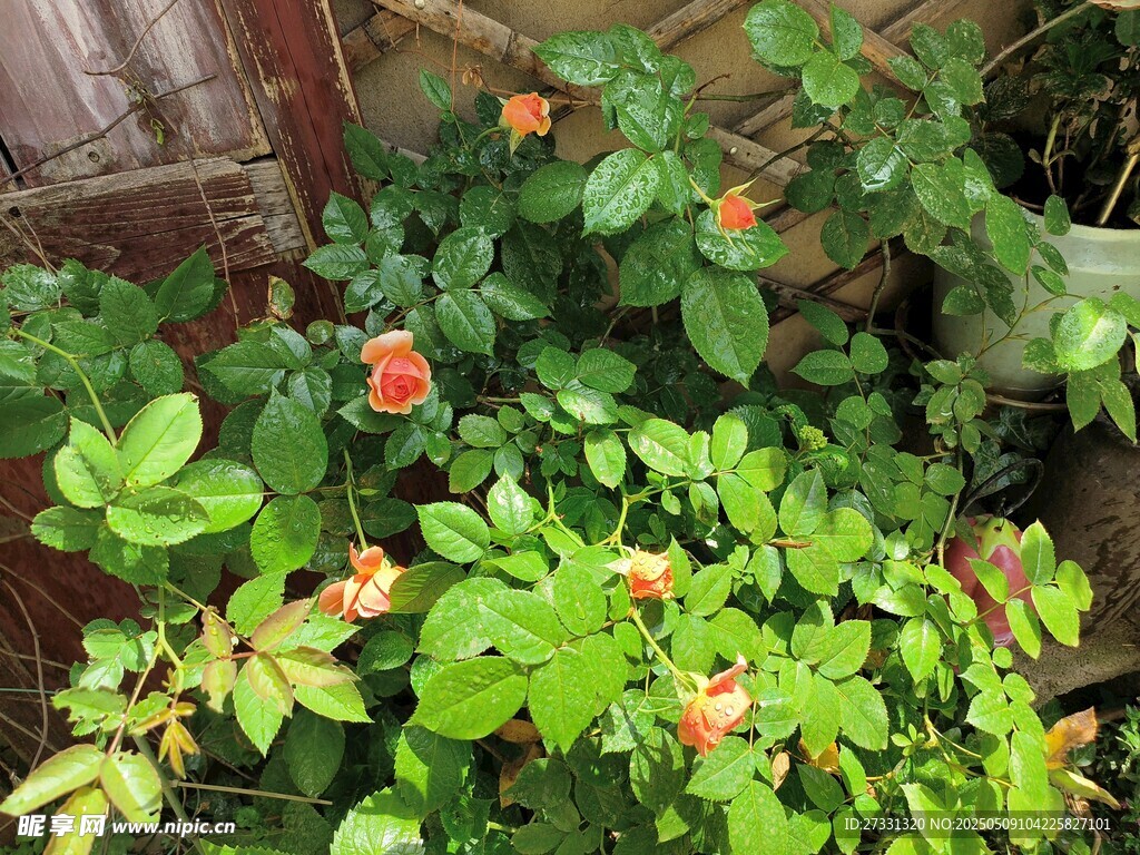 庭院中的鮮艷薔薇花