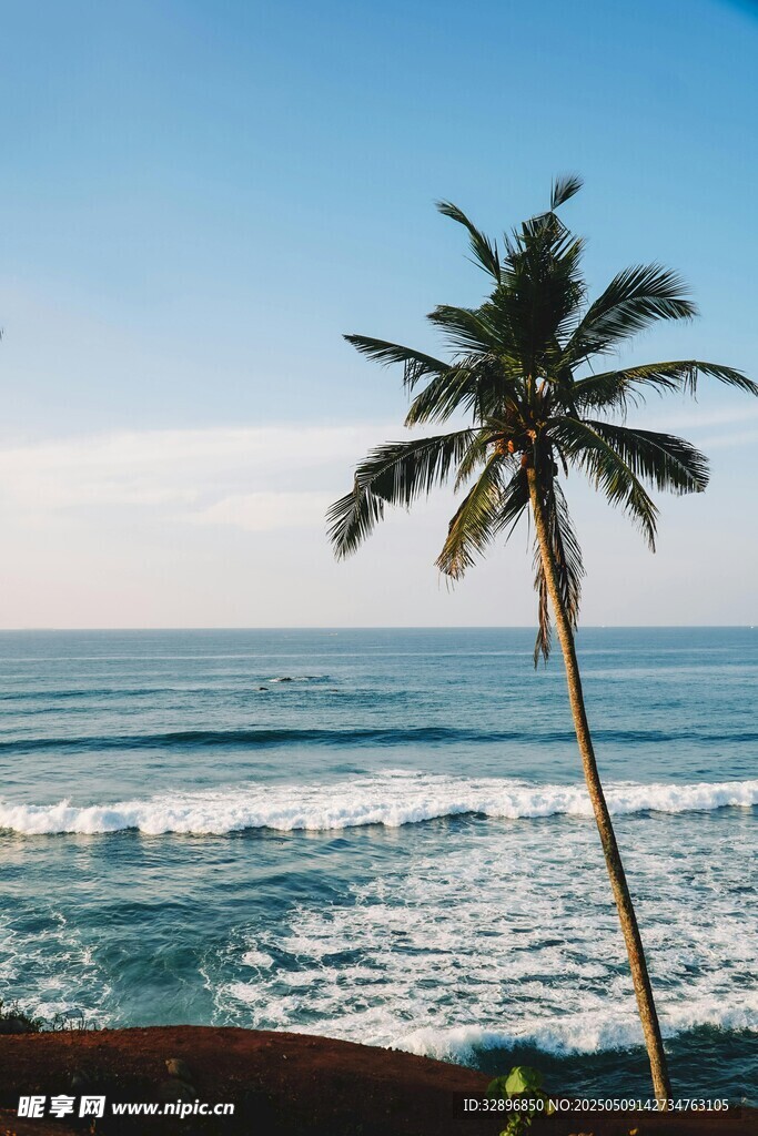 海邊椰樹 海浪翻涌美景