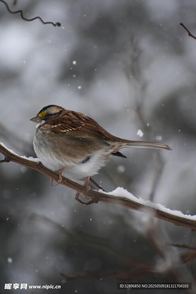 雪枝上的小鳥