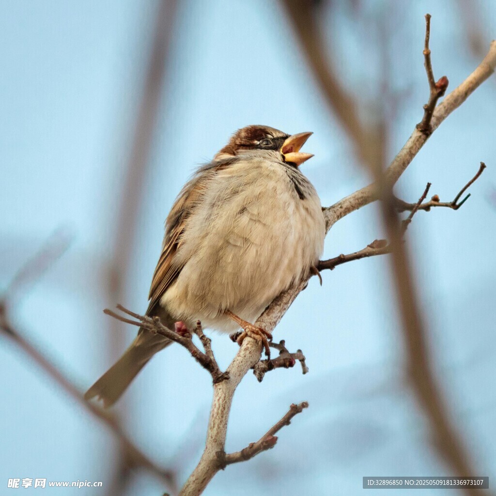 枝頭鳴叫的麻雀