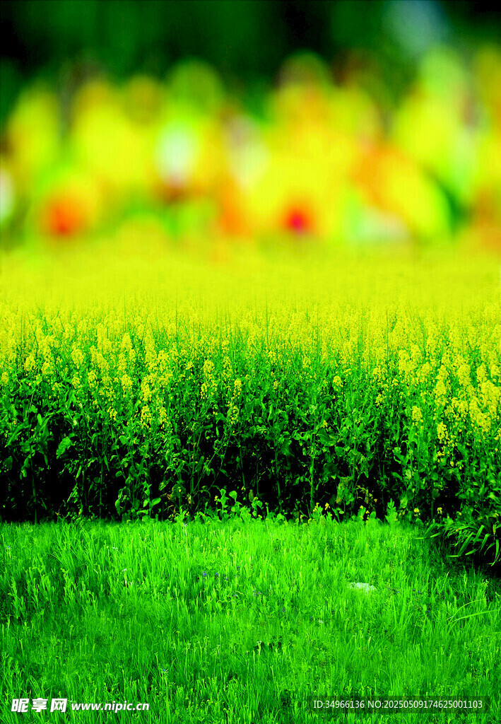 翠綠草地與繽紛花卉景觀