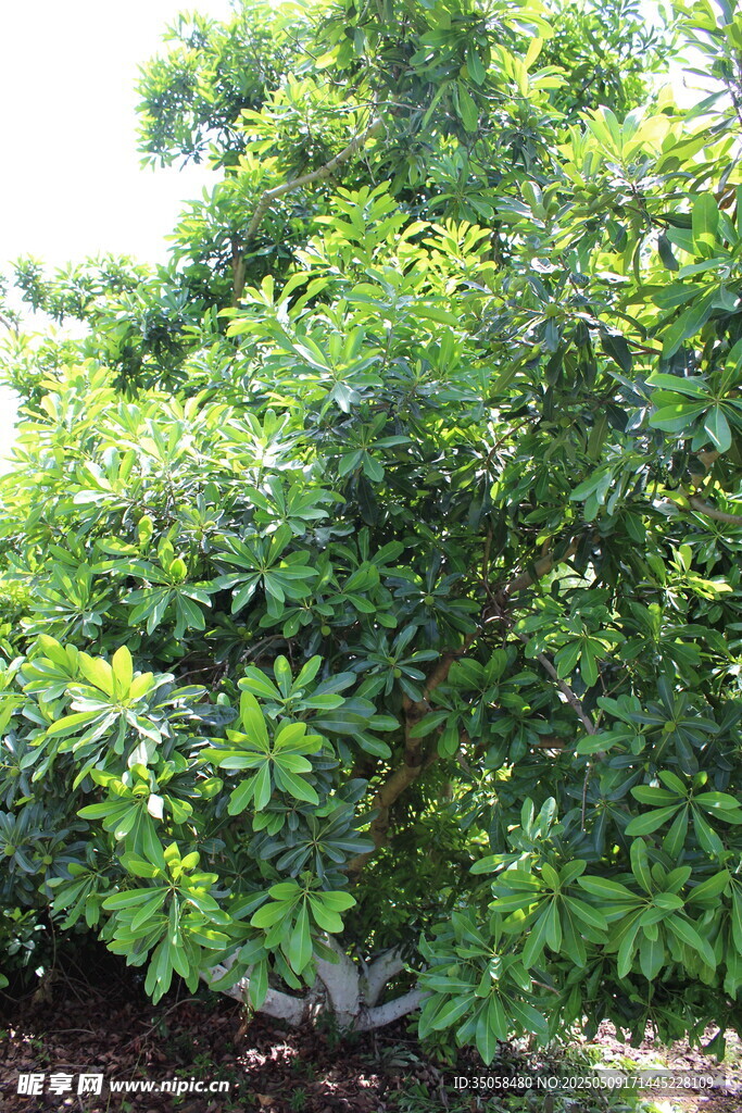楊梅樹(shù)