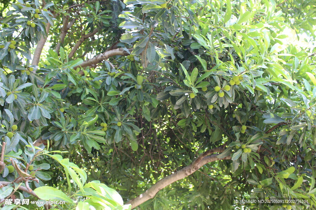 楊梅樹(shù)