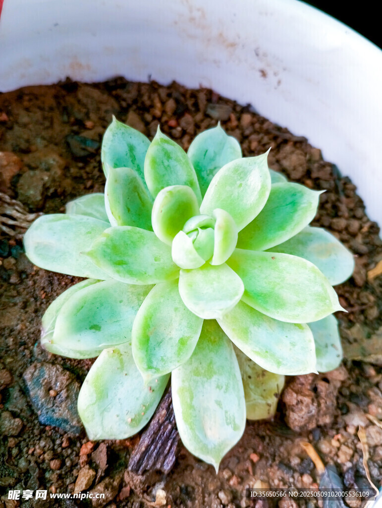 清新多肉植物盆栽