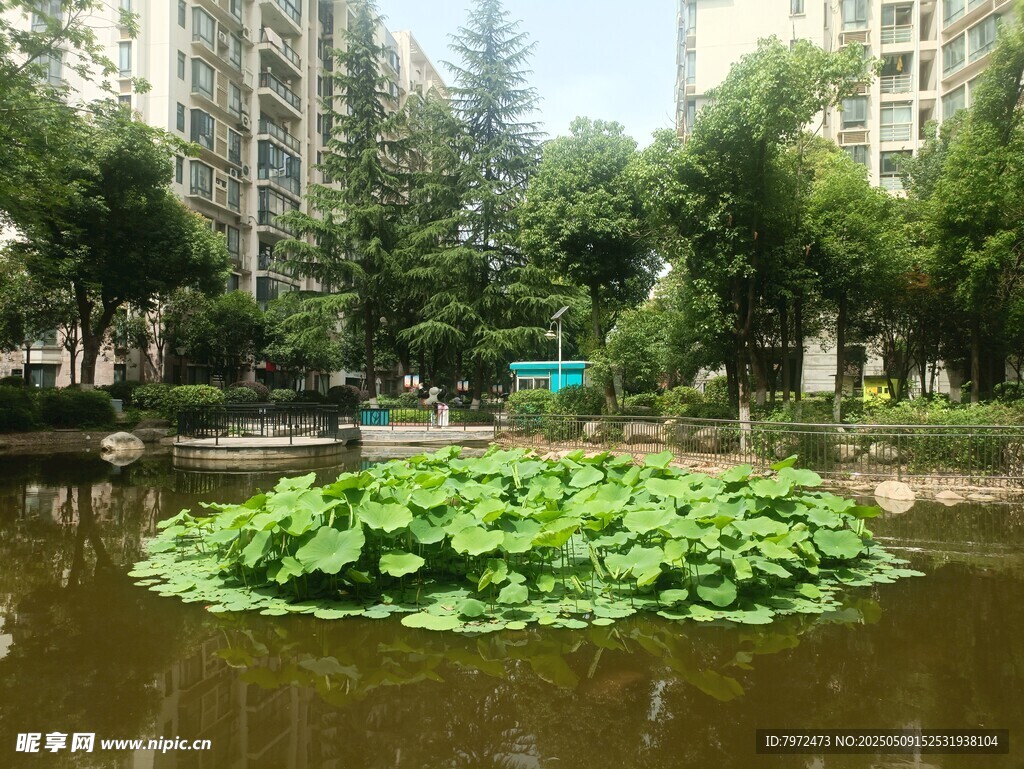 小區內的荷塘景致