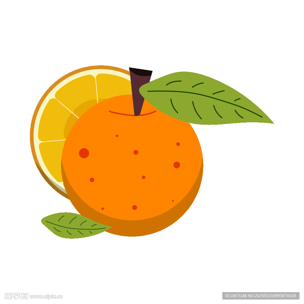 新鮮橙子及切片插畫