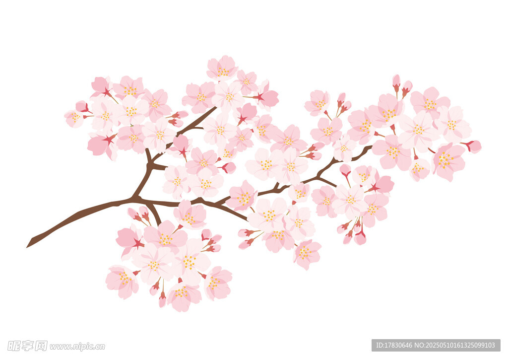 粉色櫻花枝