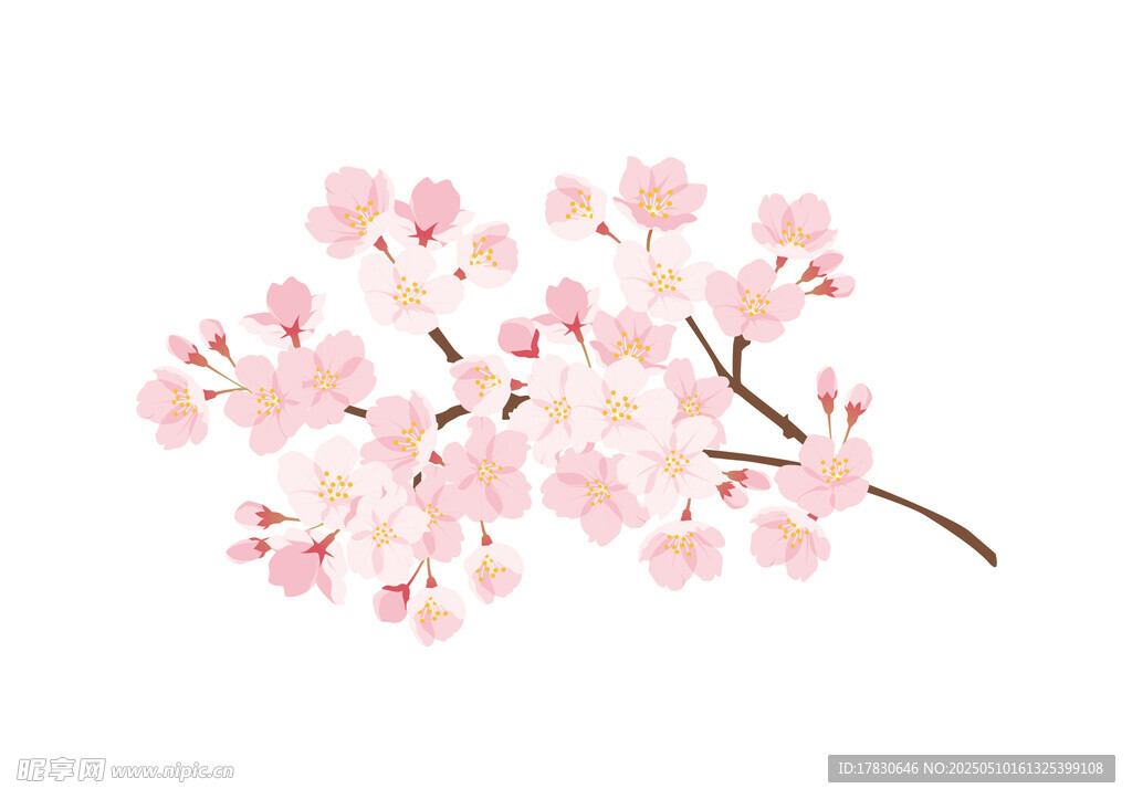 粉色櫻花枝