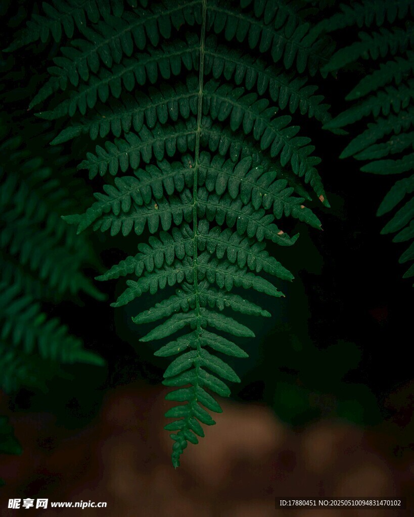 蕨葉