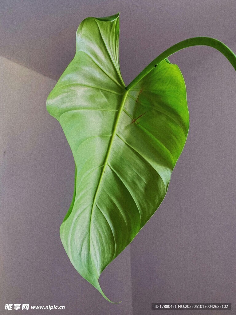 海芋
