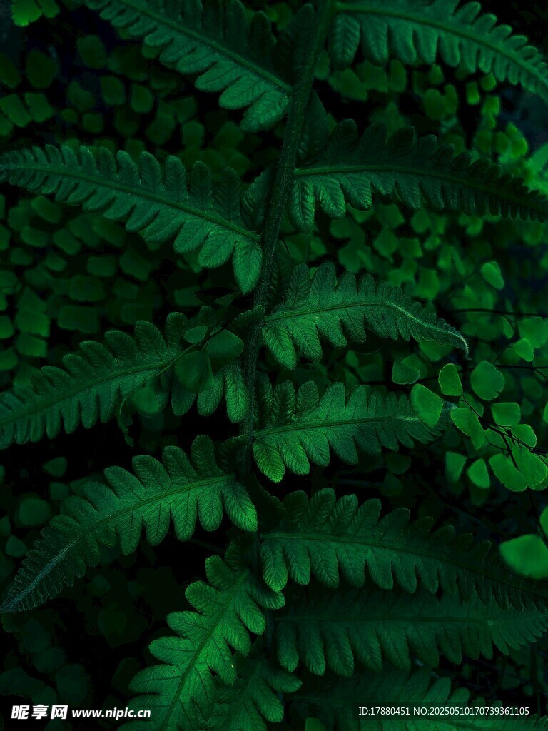 蕨類葉片