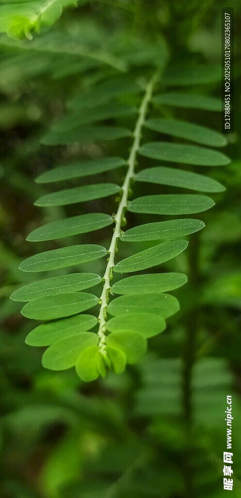 蕨類葉片