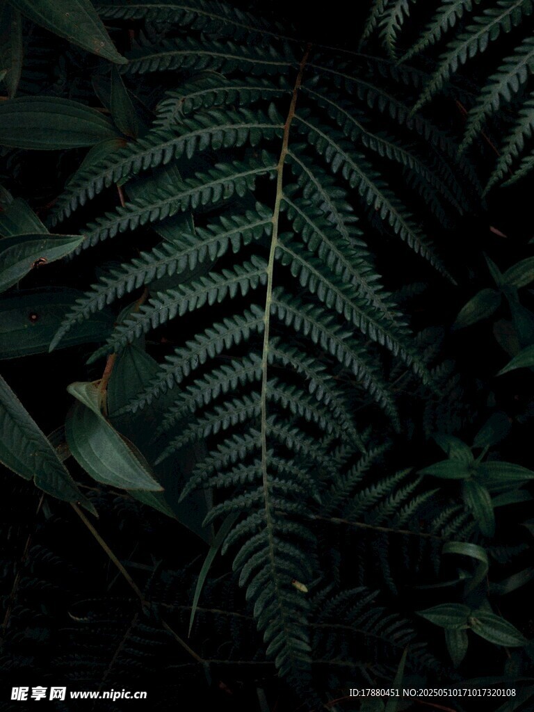 蕨類葉片