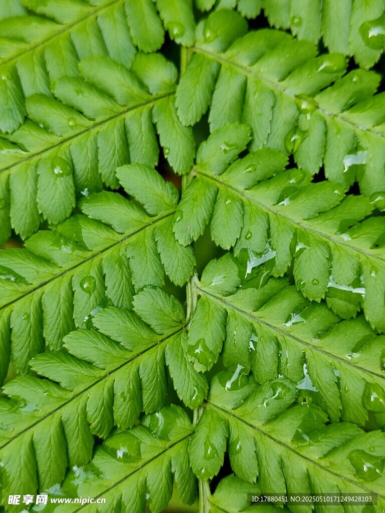 蕨類葉片