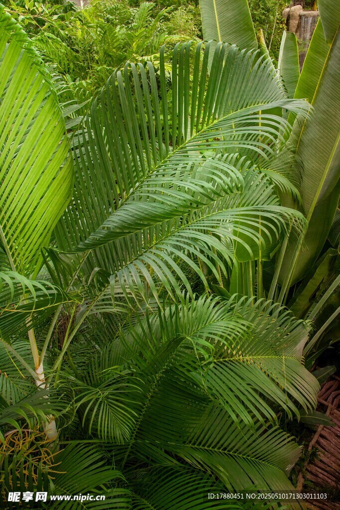 棕櫚植物