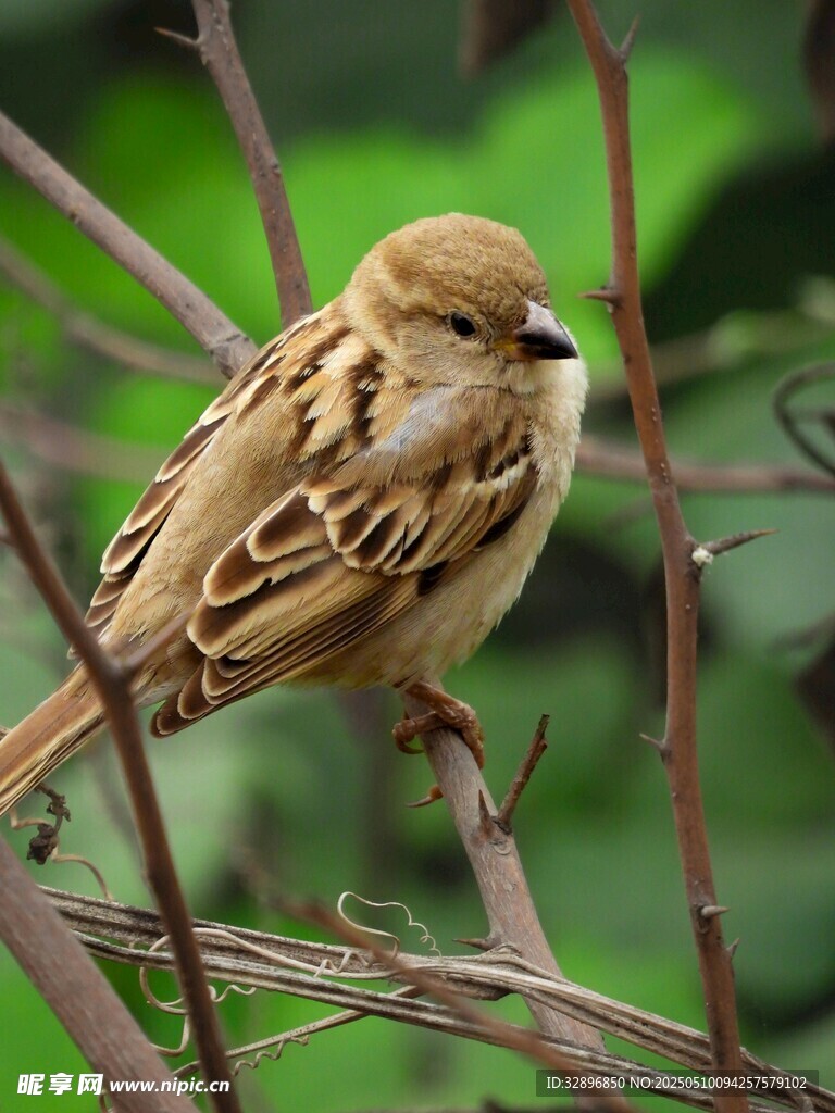 枝頭麻雀