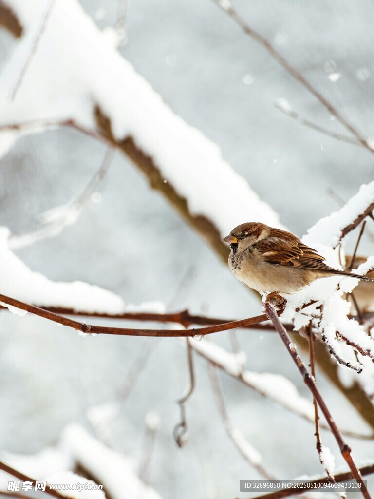 雪枝上的麻雀