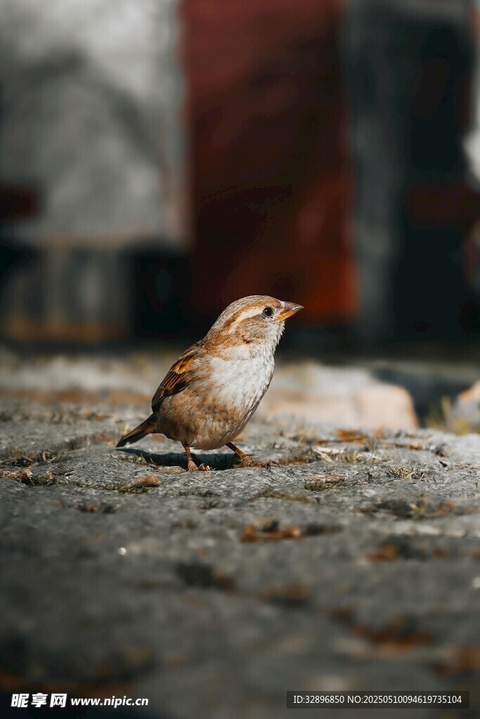 地面上的小鳥