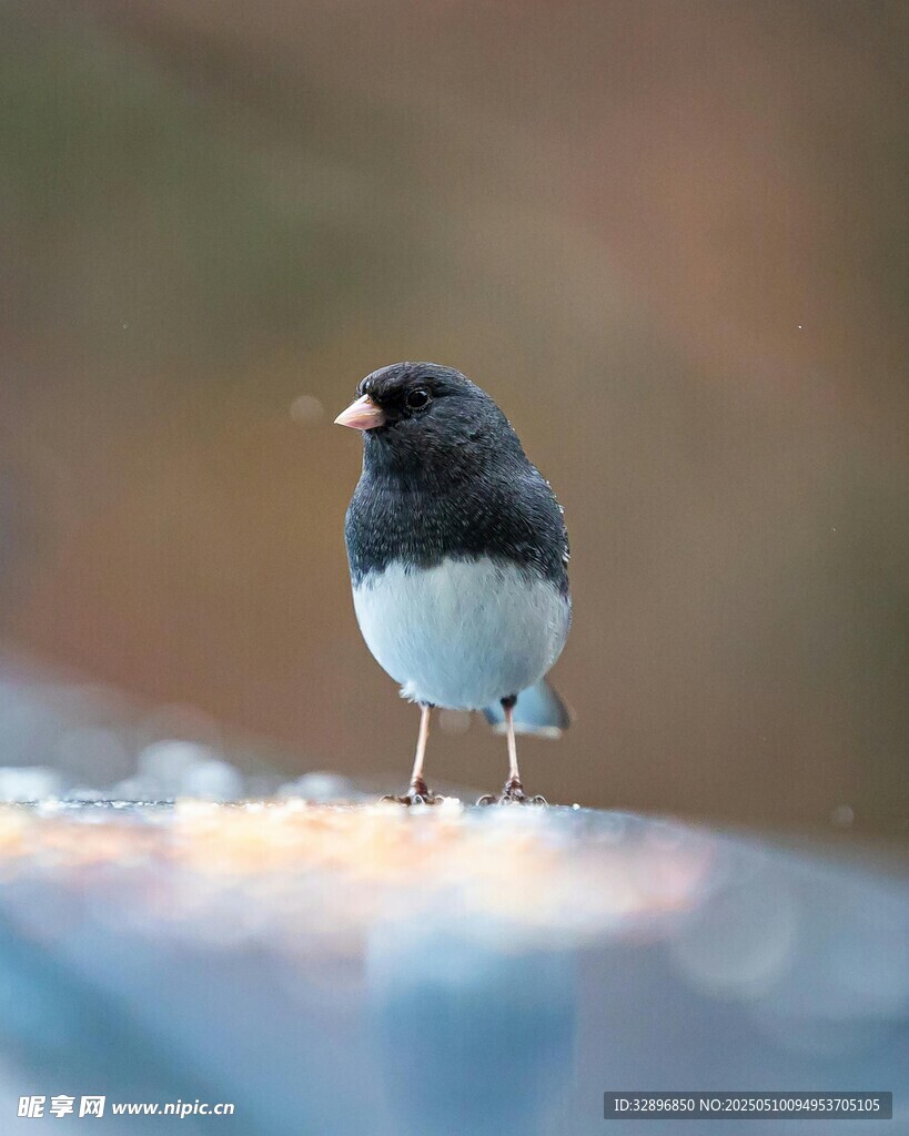 雪地中的小鳥