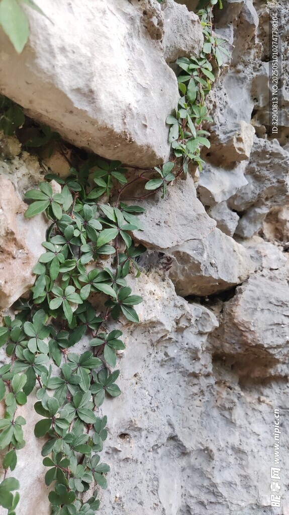 石縫中生長的翠綠植物