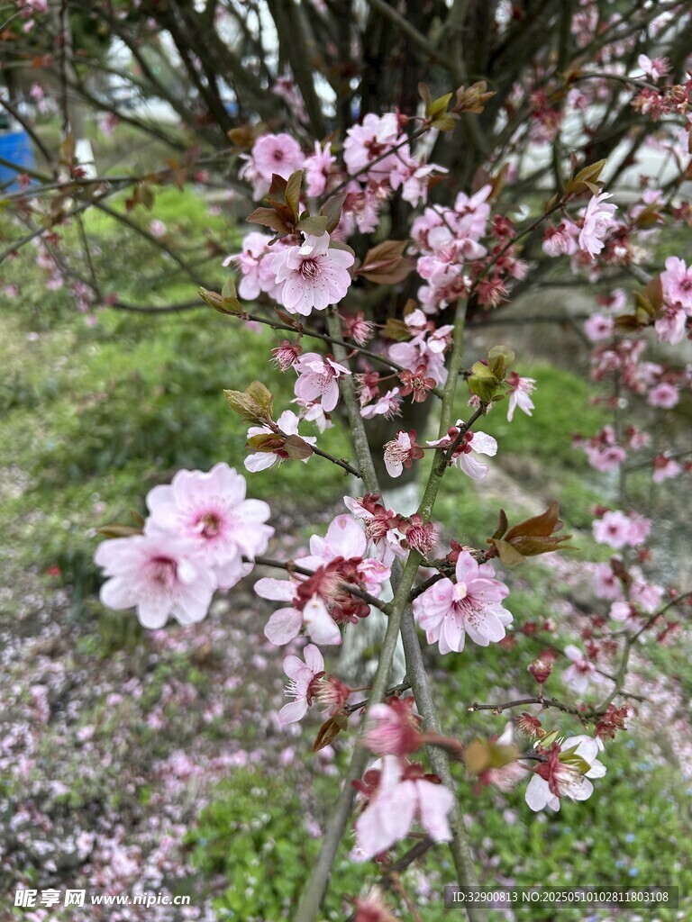 枝頭綻放的粉嫩桃花