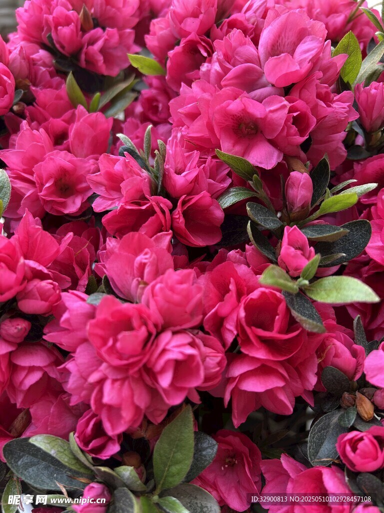 艷麗盛開的玫紅色杜鵑花