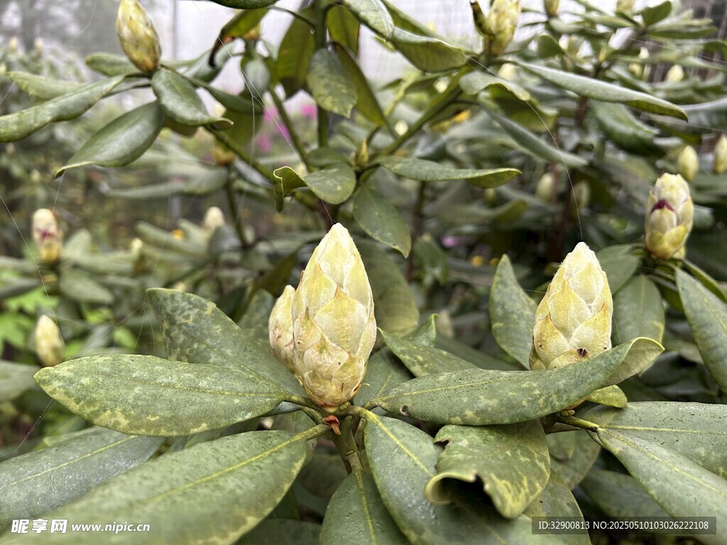 含苞待放的綠植花卉