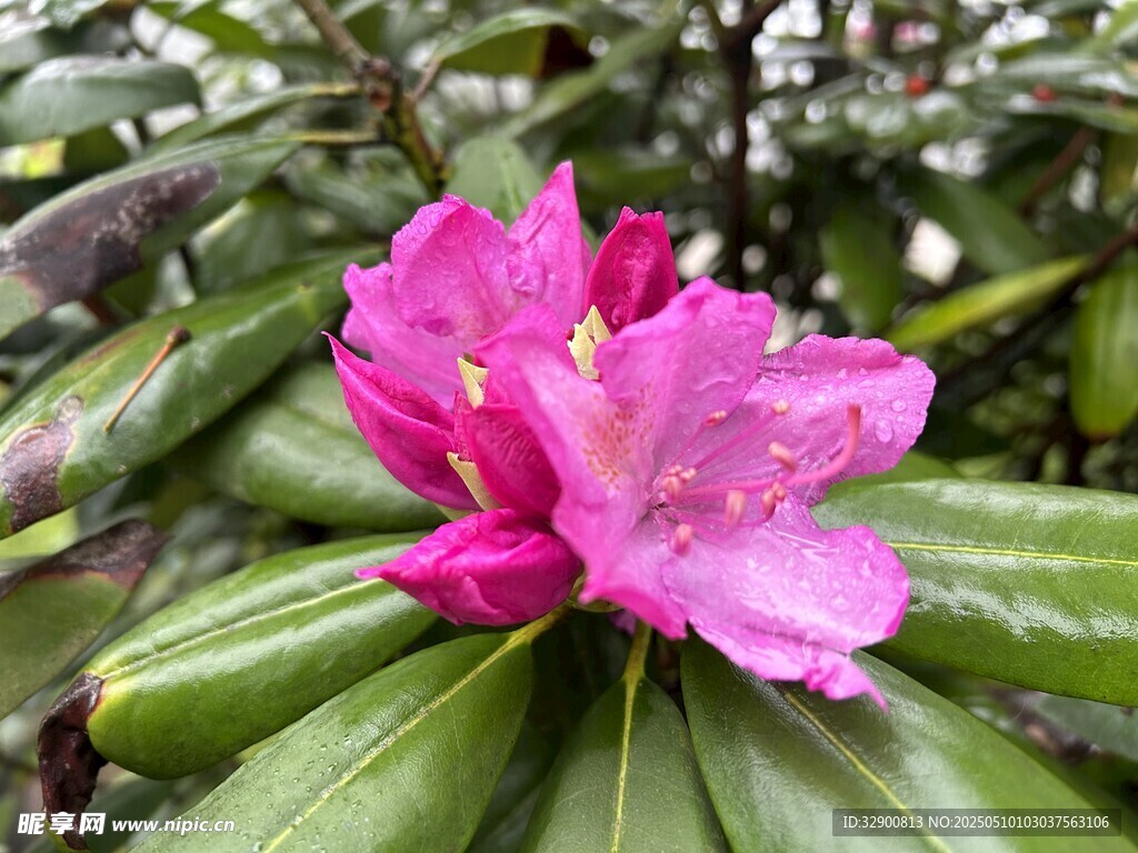 嬌艷粉色杜鵑花特寫