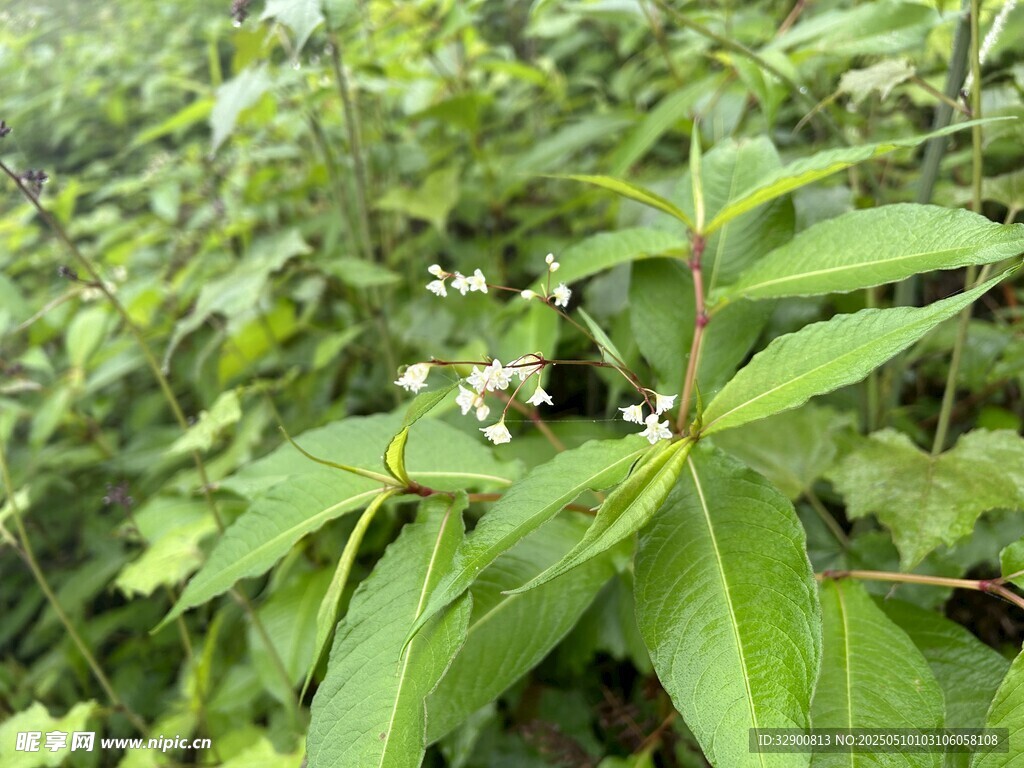 綠葉叢中的白色小花