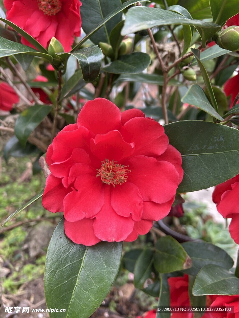嬌艷盛開的紅色山茶花